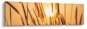 Obraz - Traviny ve slunci (170x50 cm)