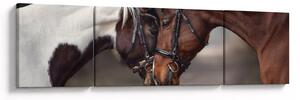 Obraz - Zamilovaní koni (170x50 cm)