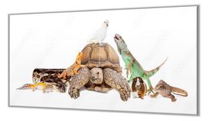 Ochranná deska želva, leguán, morče, papoušek - 52x60cm / S lepením na zeď