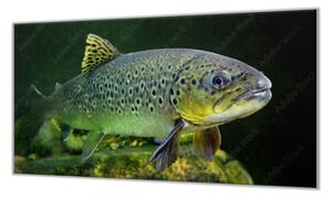 Ochranná deska ryba pstruh pod hladinou - 52x60cm / S lepením na zeď