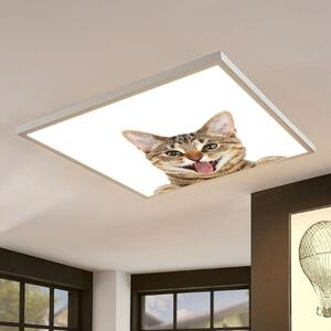 LED panel s motivem kočka 60x60cm 40W 4200lm denní