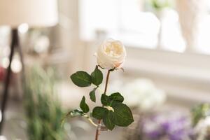 Růže SILK-KA - bílá - 71 cm