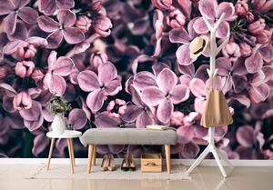 Fototapeta fialové květy šeříku