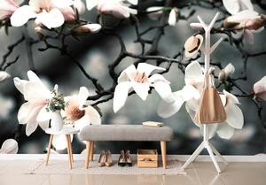 Fototapeta probouzející se magnolie