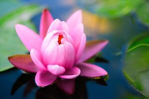 Fototapeta nádherný růžový květ na jezeře