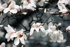 Fototapeta probouzející se magnolie