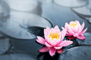 Fototapeta lotosový květ v jezeře