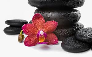 Tapeta orchidej a Zen kameny na bílém pozadí