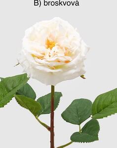 Růže Alma Olis H48 růžovobílá / broskvová barva / provedení: b)