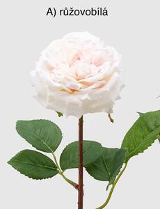 Růže Alma Olis H48 růžovobílá / broskvová barva / provedení: a)