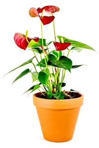 Anthurium andraeanum červená, průměr 12 cm Anturie, Toulitka, Prasečí ocásek