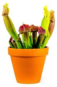Sarracenia mix, průměr 9 cm Špirlice