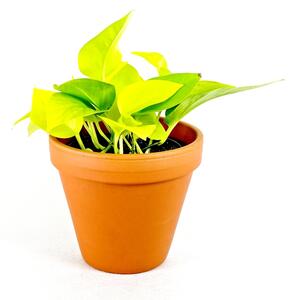 Epipremnum Neon (Golden Potos), průměr 12 cm Šplhavník