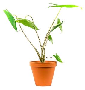 Alocasia Zebrina, průměr 17 cm Alokásie, Alokázie