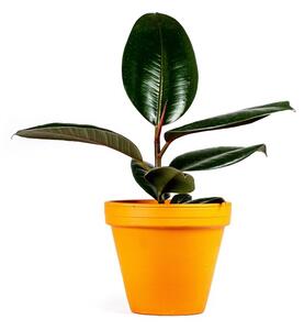 Ficus elastica Abidjan, průměr 12 cm Fíkovník pryžodárný, Fíkovník, Gumovník