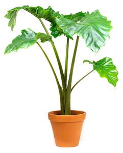 Alocasia Portodora, průměr 17 cm Alokásie, Alokázie