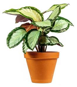 Calathea rosea Silvia, průměr 12 cm Kalatea