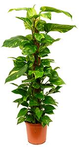 Epipremnum aureum s kokosovou vzpěrou, průměr 17-19 cm Šplhavník