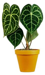 Anthurium clarinervium, průměr 12 cm Anturie, Toulitka, Prasečí ocásek