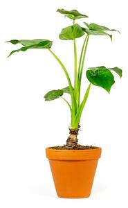 Alocasia cucullata, průměr 14 cm Alokásie, Alokázie