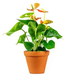 Anthurium andraeanum oranžová, průměr 12 cm Anturie, Toulitka, Prasečí ocásek