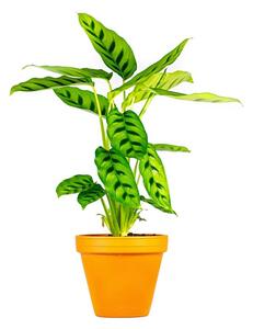 Calathea leopardina, průměr 12 cm Kalatea