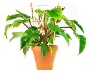 Philodendron squamiferum, průměr 14 cm Filodendron