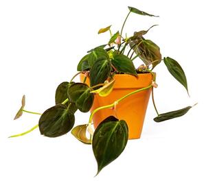Philodendron scandens Micans, průměr 12 cm Filodendron