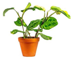 Marantha leuconeura Kerchoveana variegata, průměr 12 cm Maranta, modlivka