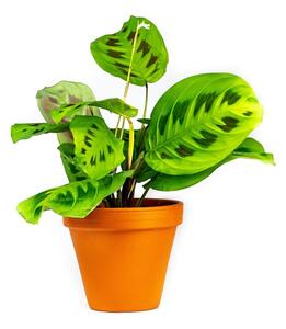 Marantha leuconeura Kerchoveana, průměr 12 cm Maranta, Modlivka