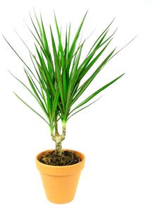 Dracaena marginata, průměr 6 cm Dracéna lemovaná, Dračinec