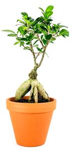 Ficus microcarpa Ginseng, průměr 14 cm Fíkovník drobnolistý