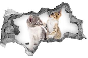 Díra 3D fototapeta nálepka Dvě malé kočky nd-b-120060855