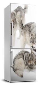 Foto tapeta na ledničku Šedí vlci FridgeStick-70x190-f-124362326
