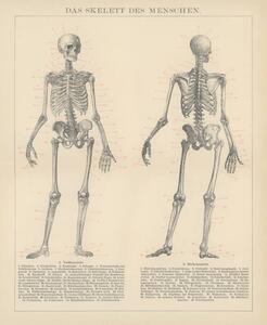 Ilustrace Old engraved illustration of human skeletons, mikroman6