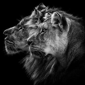 Fotografie Lion and Lioness Portrait, Laurent Lothare Dambreville