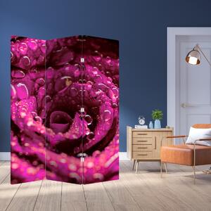 Paraván - Růžový květ růže (126x170 cm)