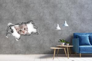 Díra 3D fototapeta na stěnu Šedá kočka nd-b-80791907
