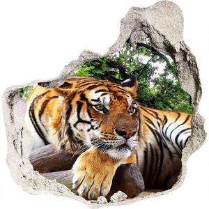 Díra 3D fototapeta na stěnu Tygr na skále nd-p-61968911
