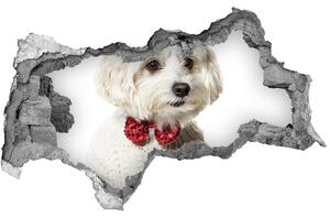 Díra 3D fototapeta Maltézský psík nd-b-190626474