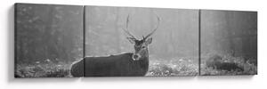 Obraz - Jelen v lese, černobílá (170x50 cm)