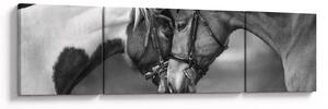 Obraz - Zamilovaní koni, černobílá (170x50 cm)