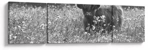 Obraz - Skotská kráva 5, černobílá (170x50 cm)