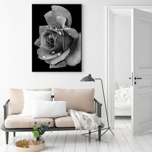 Plakát - Růže květ (A4)