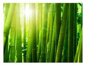 Fototapeta - Slunce a bambus 200x154 + zdarma lepidlo