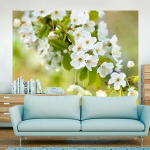 Fototapeta - Krásné jemné třešňové květy 250x193 + zdarma lepidlo