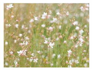 Fototapeta - Bílé jemné květy 200x154 + zdarma lepidlo