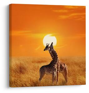 Obraz - Žirafy v národním parku Serengeti (30x30 cm)