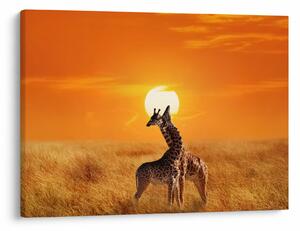 Obraz - Žirafy v národním parku Serengeti (70x50 cm)