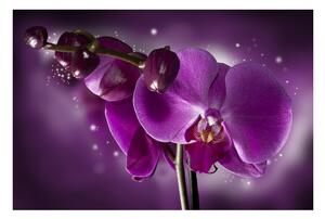 Fototapeta - Fialová orchidej 450x270 + zdarma lepidlo